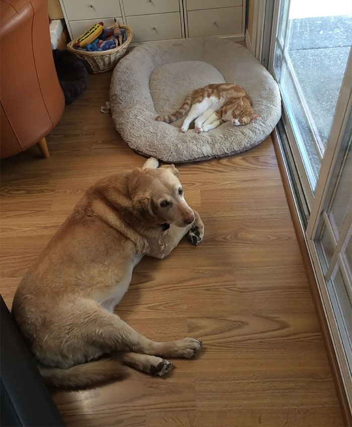 Dogs That Had Their Bed Stolen