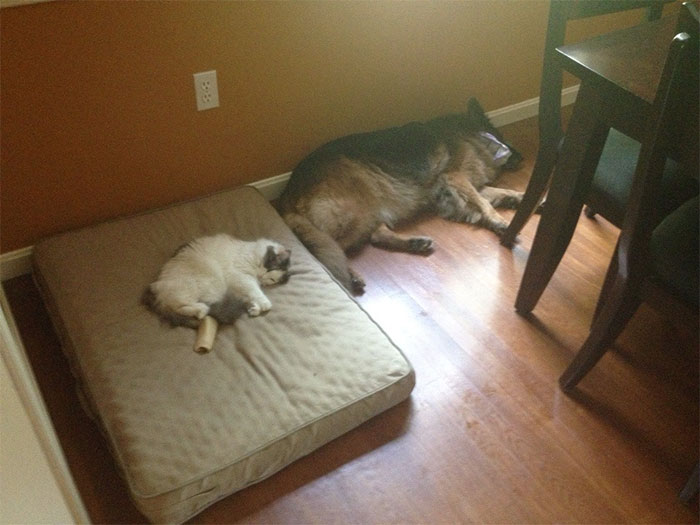 Dogs That Had Their Bed Stolen