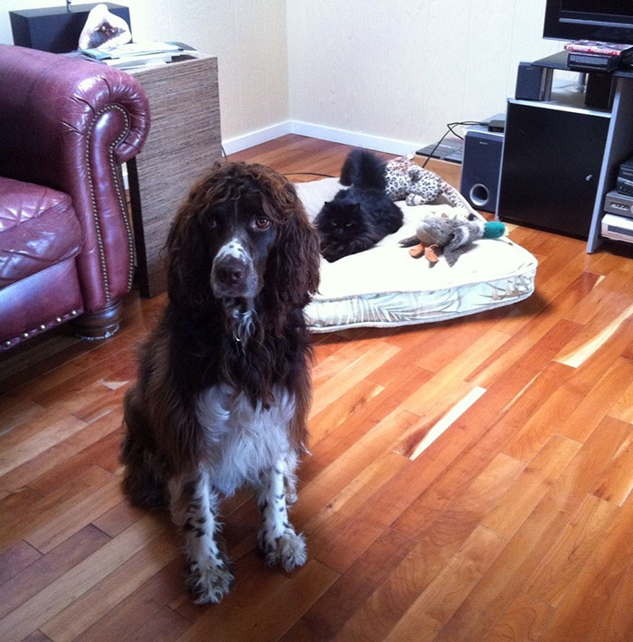 Dogs That Had Their Bed Stolen