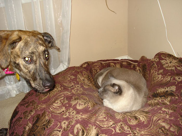 Dogs That Had Their Bed Stolen