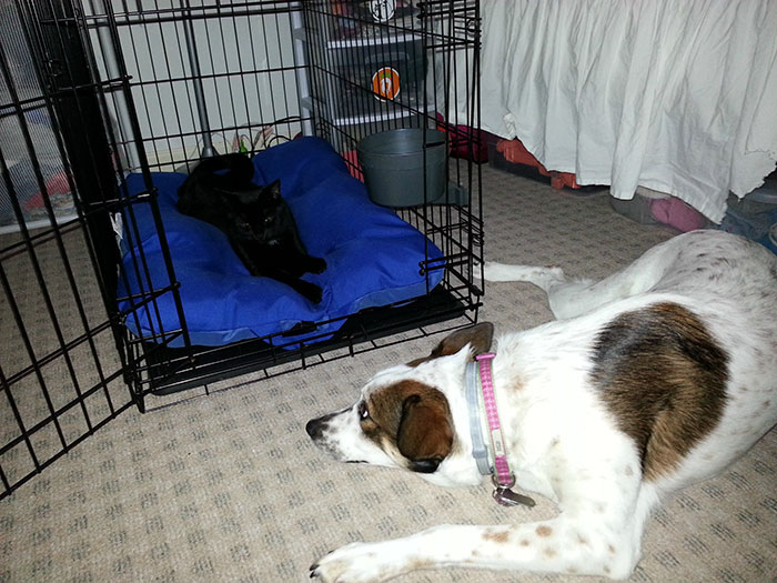 Dogs That Had Their Bed Stolen