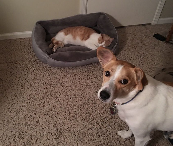 Dogs That Had Their Bed Stolen