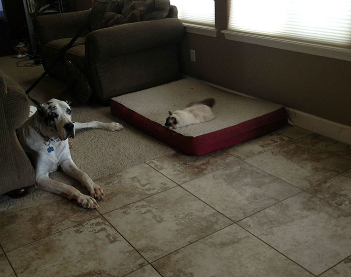 Dogs That Had Their Bed Stolen
