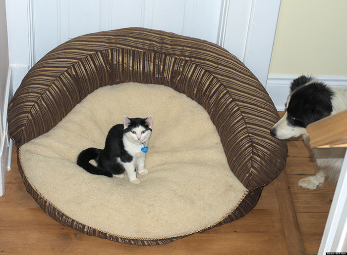 Dogs That Had Their Bed Stolen