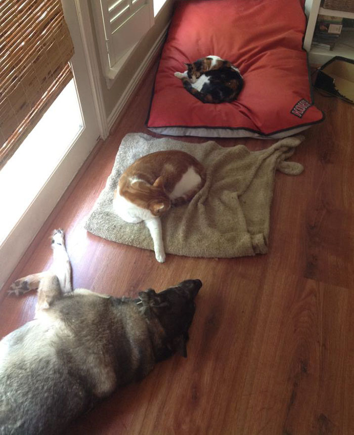 Dogs That Had Their Bed Stolen