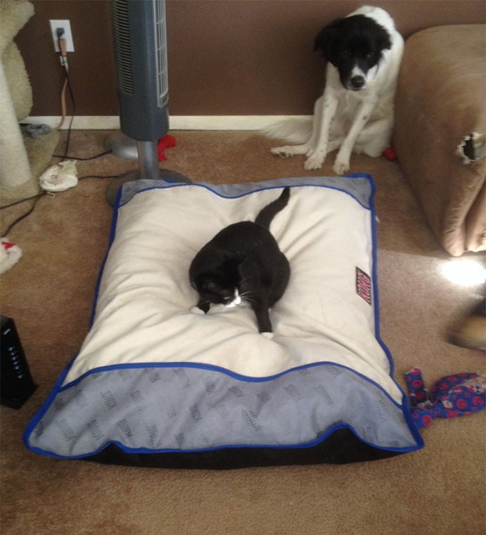 Dogs That Had Their Bed Stolen