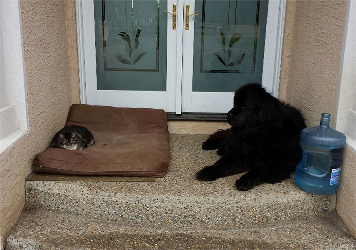 Dogs That Had Their Bed Stolen