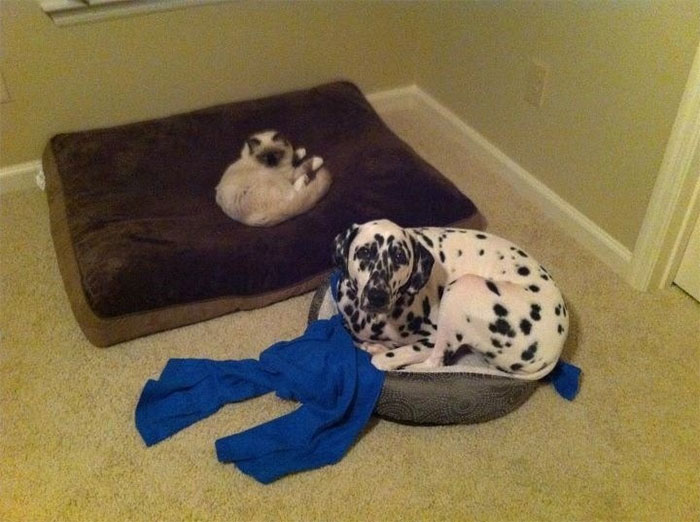 Dogs That Had Their Bed Stolen