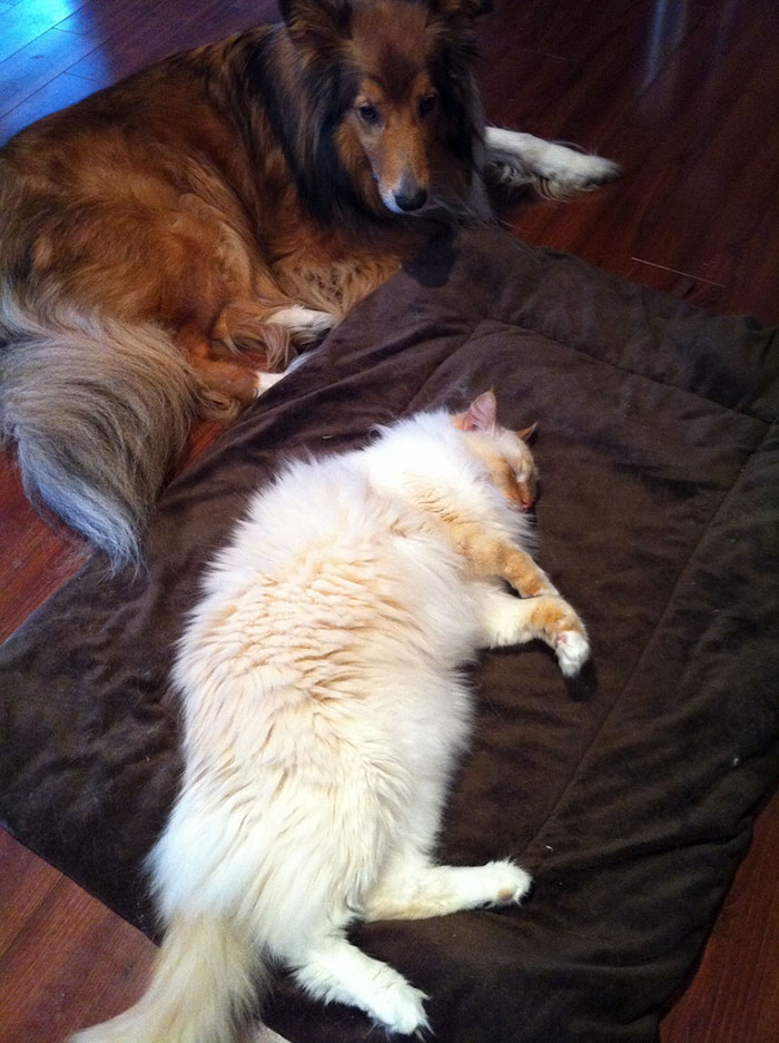 Cats That Had Their Bed Stolen