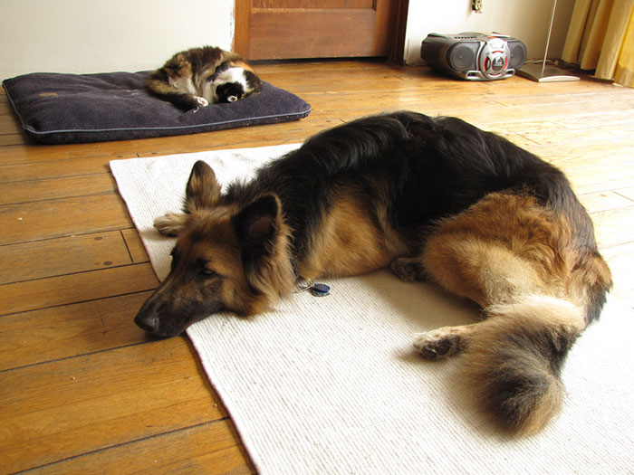 Dogs That Had Their Bed Stolen