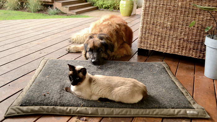 Dogs That Had Their Bed Stolen