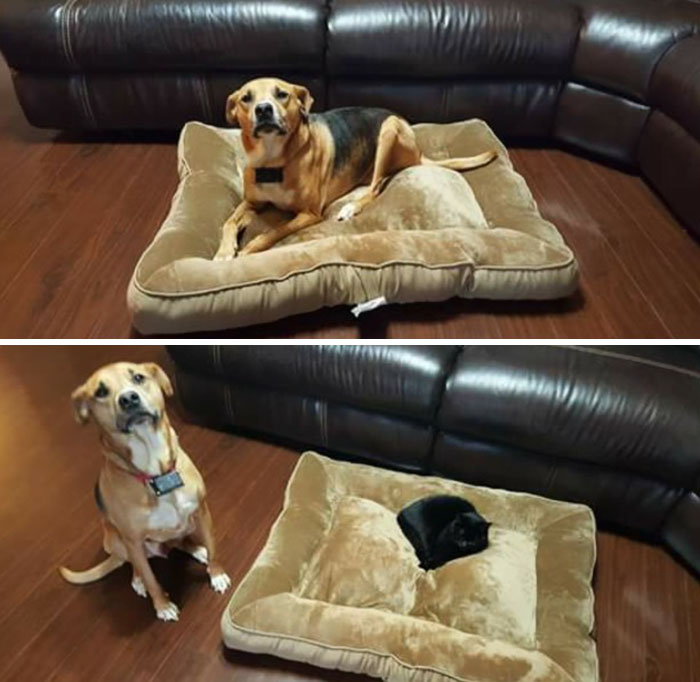 Dogs That Had Their Bed Stolen