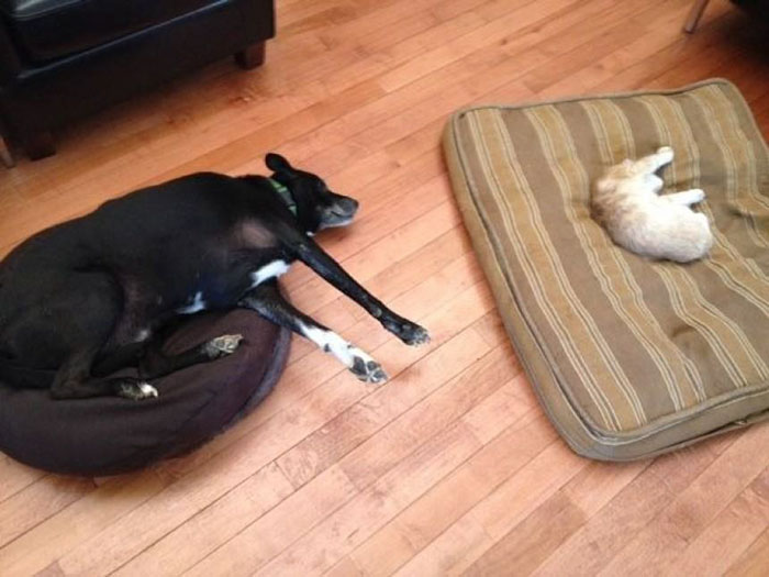 Dogs That Had Their Bed Stolen