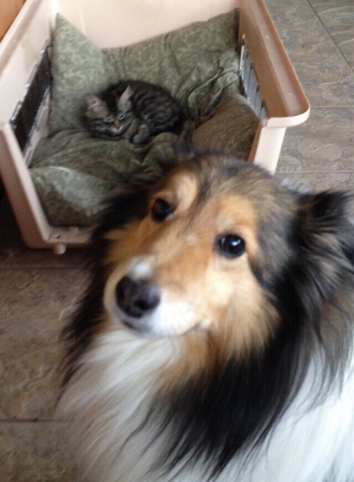 But Master... I Thought This Was My Bed?