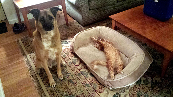 Dogs That Had Their Bed Stolen