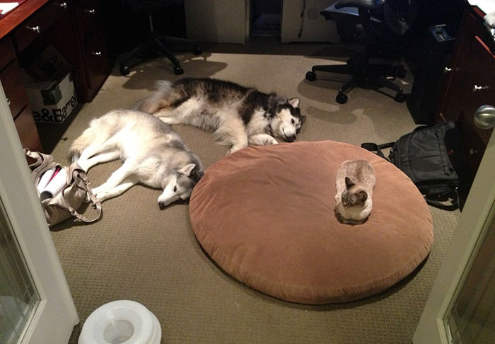 119 Asshole Cats Who Stole Dog Beds And Didn’t Give A Damn About The Pawlice