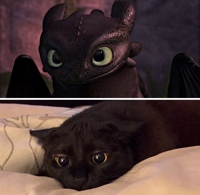This Black Cat Looks Like Toothless