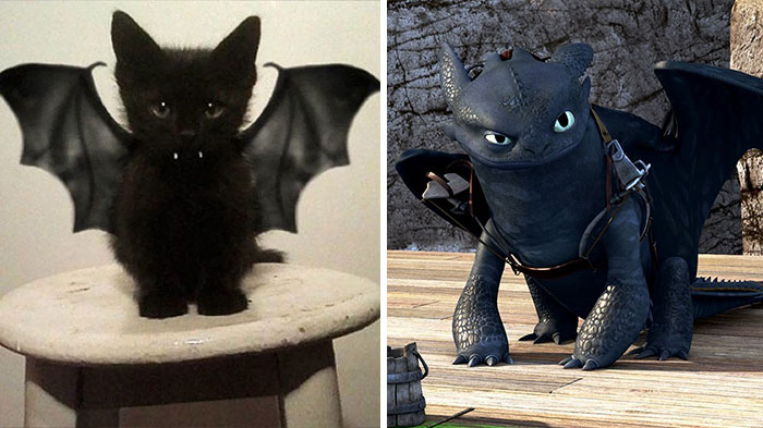 This Black Cat Looks Like Toothless