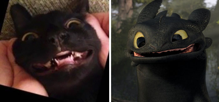 This Black Cat Looks Like Toothless