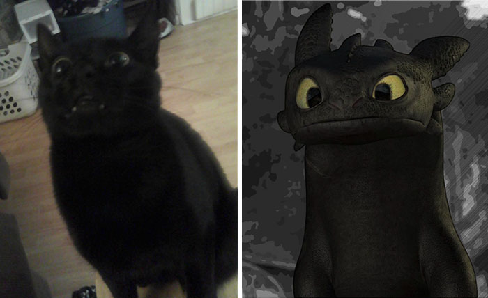 This Is Why My Cat Is Named Toothless