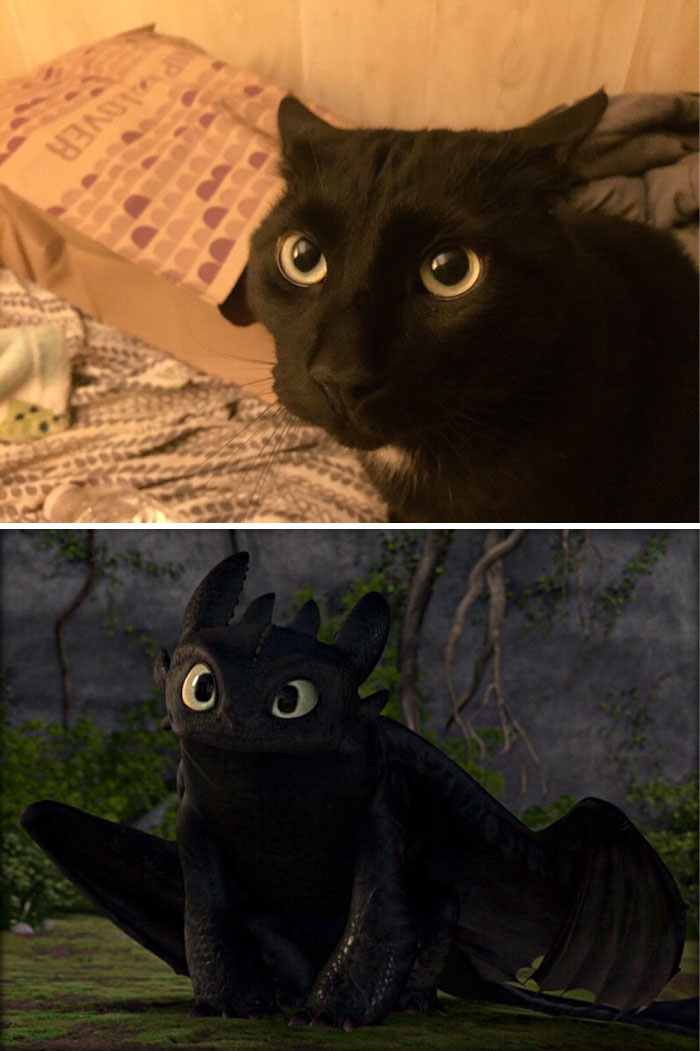 This Black Cat Looks Like Toothless
