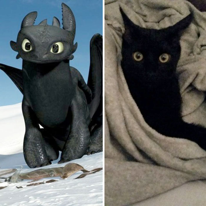 This Black Cat Looks Like Toothless