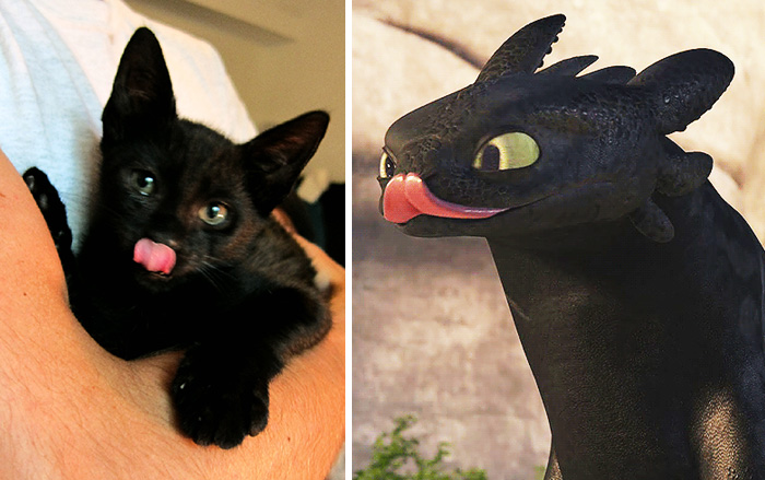 This Black Cat Looks Like Toothless