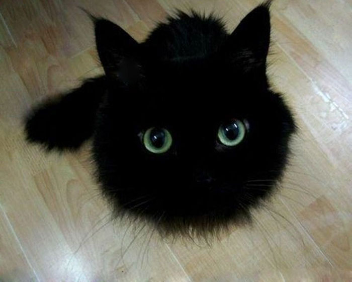 This Black Cat Looks Like Toothless