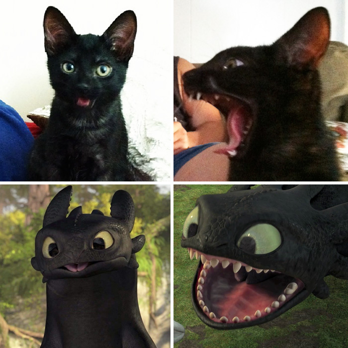 This Black Cat Looks Like Toothless