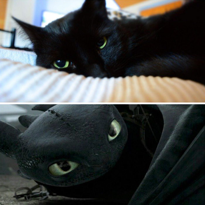 Toothless Cat