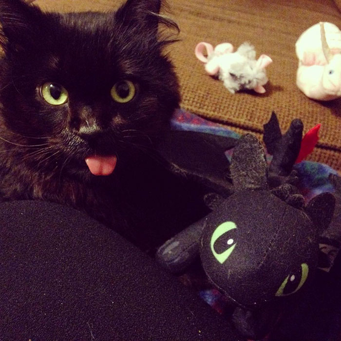 Hanging Out With My New Friend Toothless