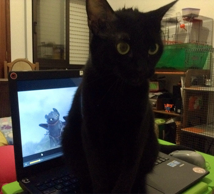 This Black Cat Looks Like Toothless