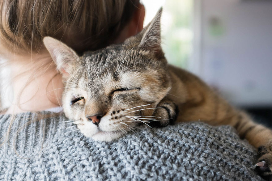 cats-without-eyelids-dora-felix-12