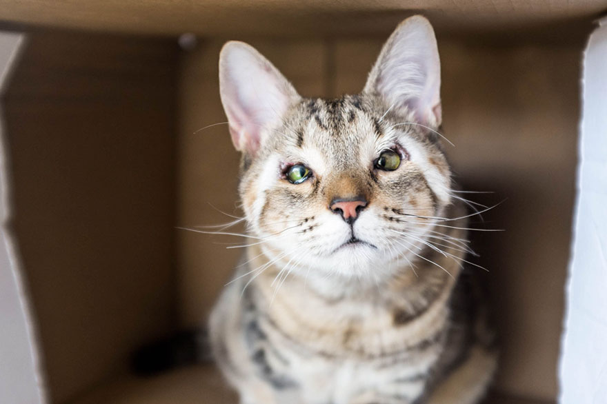 cats-without-eyelids-dora-felix-13