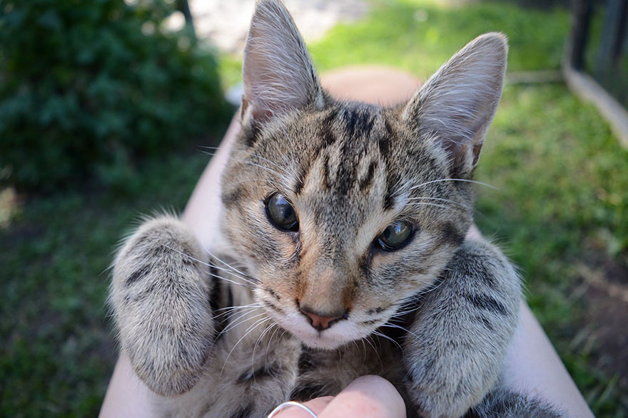 cats-without-eyelids-dora-felix-16