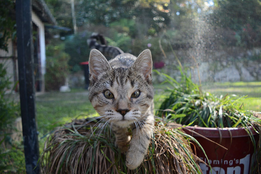 cats-without-eyelids-dora-felix-17 cats-without-eyelids-dora-felix-17