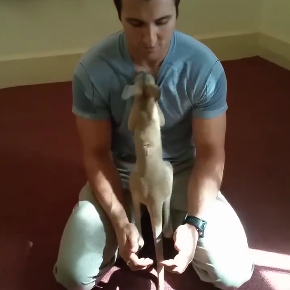Orphan Kangaroo Thinks This Cop Is His Mom