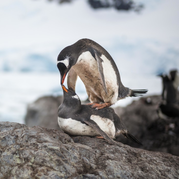 How Antarctic Penguins Adapt To Climate Change: Unhappy Feet