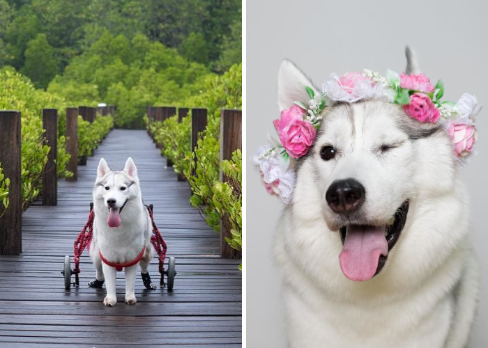 Husky Born Without Paws Gets Adopted And Becomes The Happiest Pup In A Wheelchair