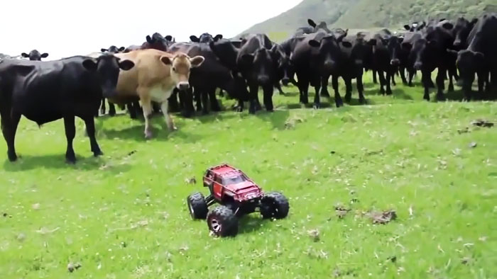 Cows Are Extremely Curious Creatures