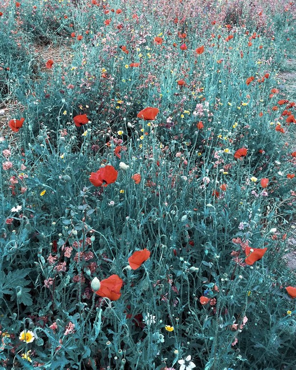 Creative Arrangements With Common Objects