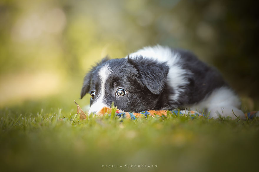 How I Enjoyed The Wonderful World Of These Puppies