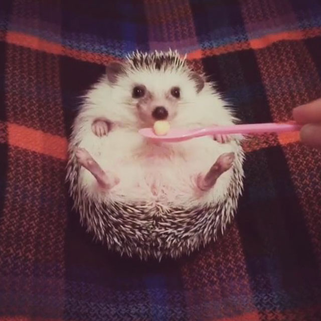 Meet Azuki, The Cutest Hedgehog From Japan