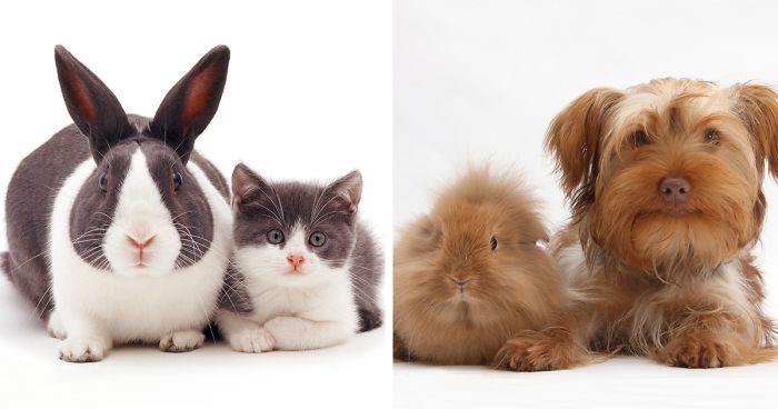 This Photographer Shoots Pet Brothers From Other Mothers And It’s Too Adorable