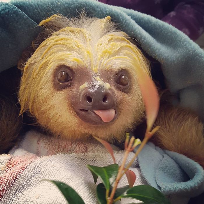 Cute-sloths