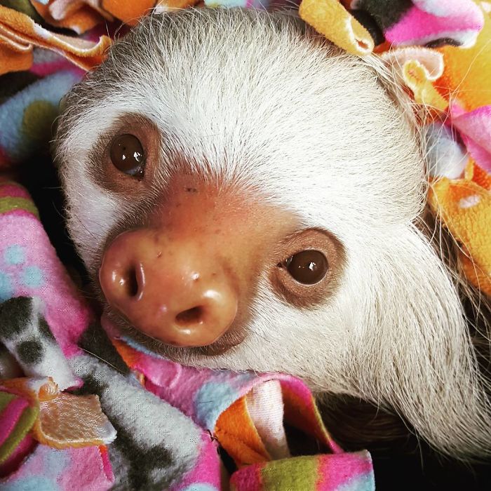 Cute-sloths