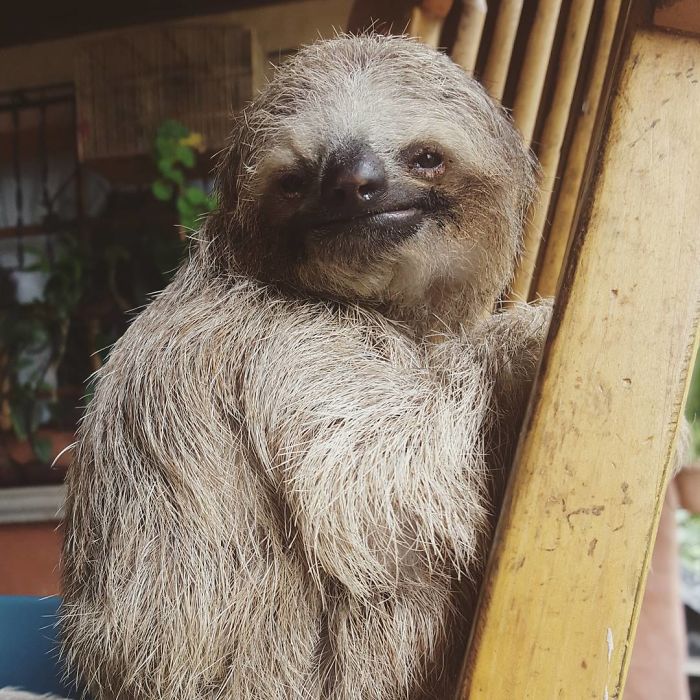 Cute-sloths