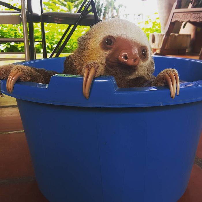 Cute-sloths