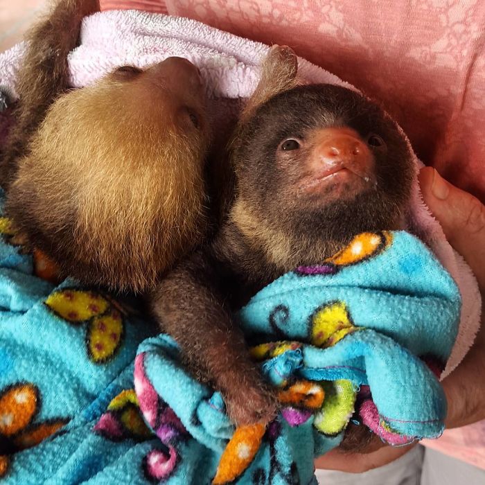 Cute-sloths