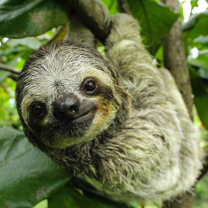 Cute-sloths